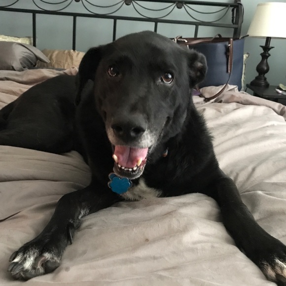 Meet your Posher, Charlie and her helpers! - Picture 7 of 8